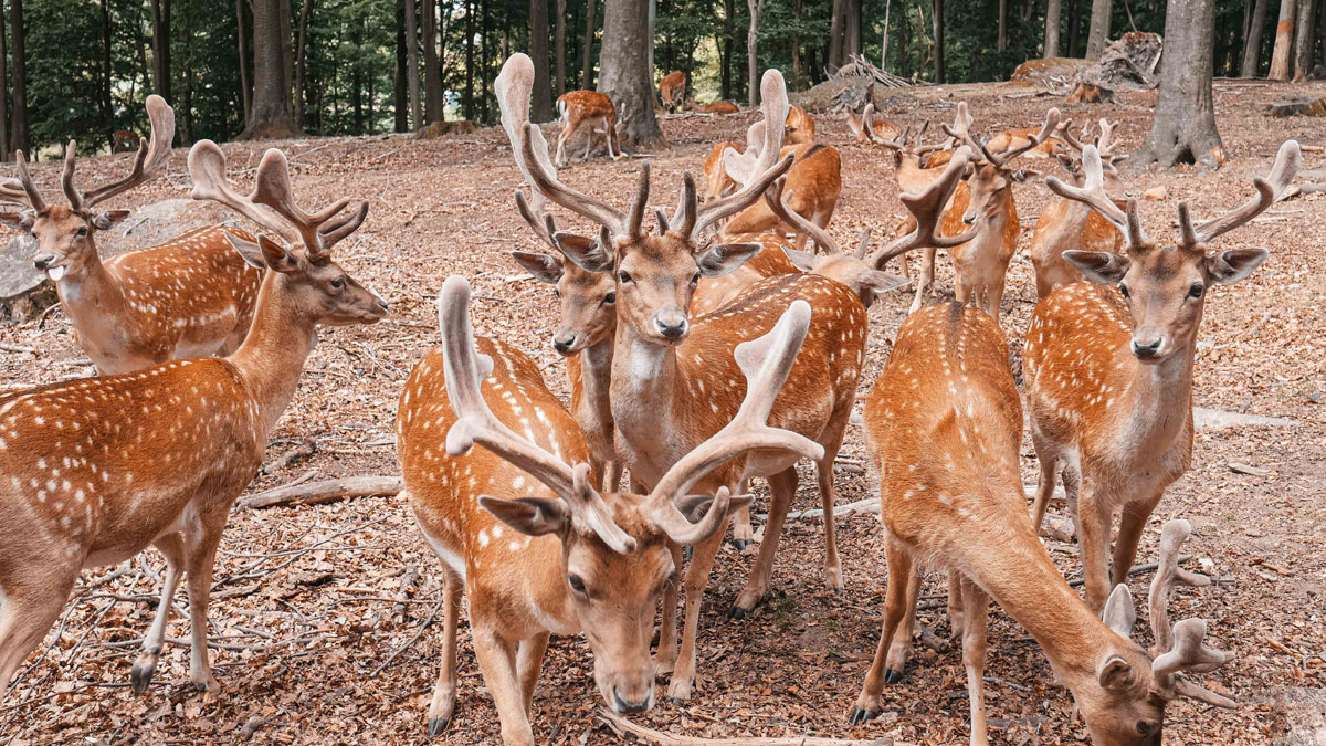 become a wildlife officer
